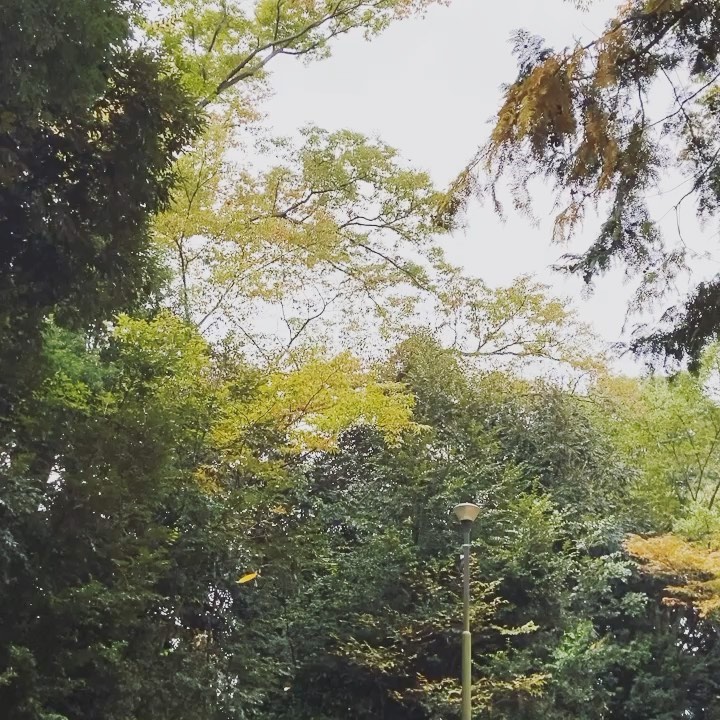KODAWARIのいと開催します