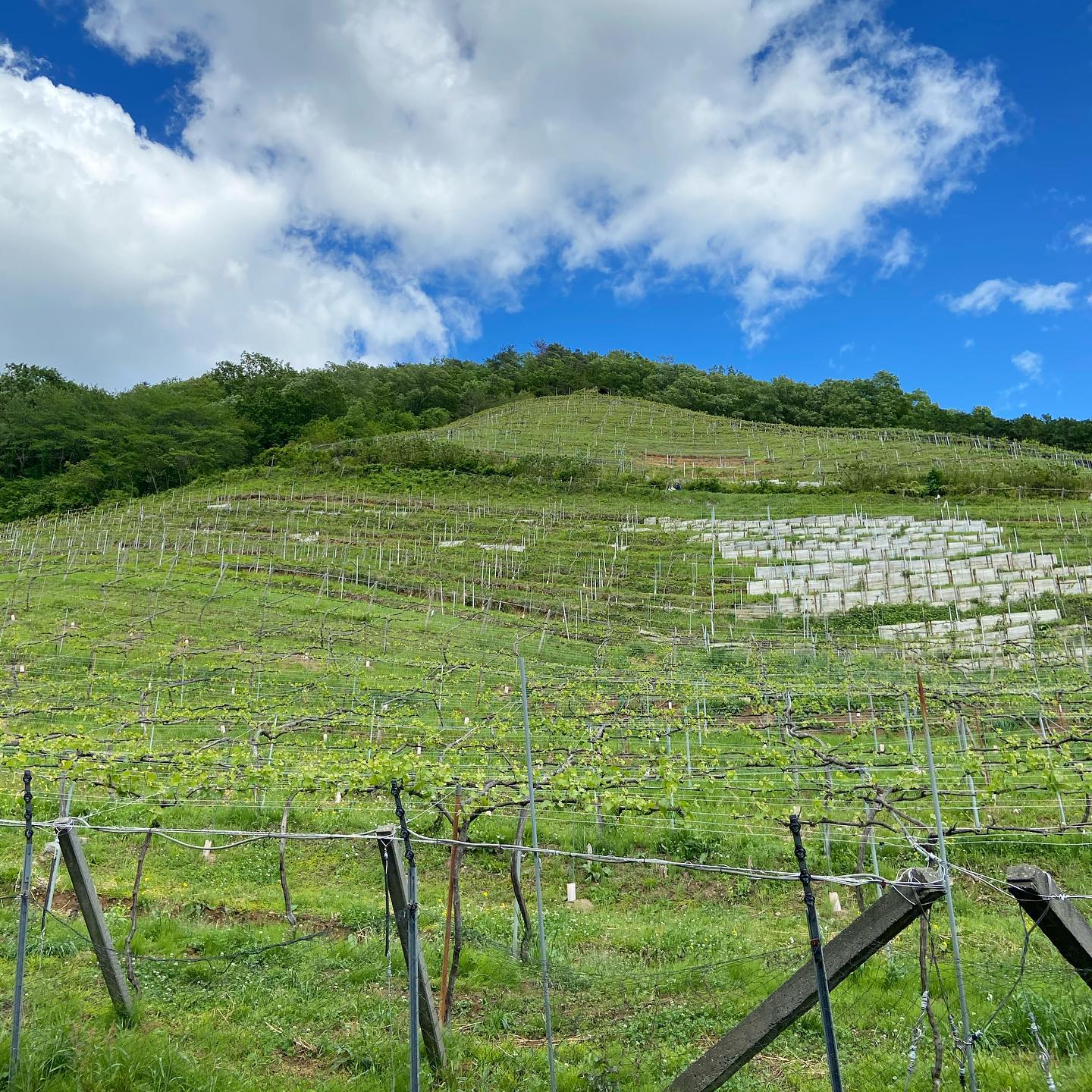 @monzen_marche at @cocofarmwinery ・マルシェも場所も素敵なんだろうなあとイメージはしていましたが、それを遥かに越える2日間・完全にまた行きたいマルシェと場所の心のリストに追加です・お越しくださったお客様とお誘いいただいた主催の方々ご一緒させていただいた出店者様に感謝いたします・こんな遠くでばったり！やサプライズ登場してくれたお友達も・やさしいお客様からの差し入れなどありがとうございました・・日本も広くてまだまだ知らない良いところがたくさんありますね・好きなお話しの中のセリフ「人生は短く世界は広い」って笑顔で出かけて行った女の子のように行動していきたいなと・KIKONOは昨日までの出店ですが　@monzen_marche は5日までの開催です・・本日川越の店舗は11：00から16：30までオープン・前橋の　@yadorigi8 にも向かいます・・皆様にお会いできること楽しみにしています・・・